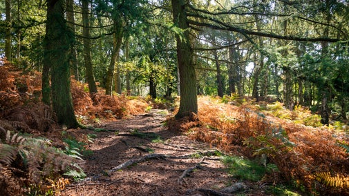 Autumnal Woodland